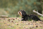 wirehaired Dachshund