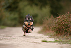 wirehaired Dachshund