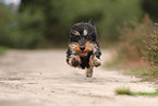 wirehaired Dachshund