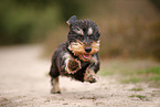 wirehaired Dachshund