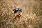 wirehaired Dachshund