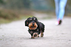 wirehaired Dachshund