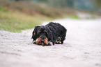 wirehaired Dachshund