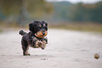 wirehaired Dachshund