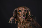 Dachshund