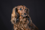 Dachshund