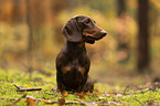 male Dachshund