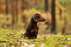 male Dachshund