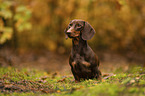 male Dachshund