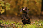 male Dachshund