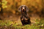 male Dachshund