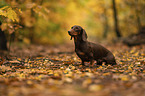 male Dachshund