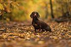 male Dachshund