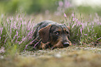 Dachshund