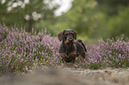 Dachshund