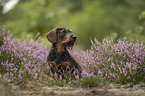 Dachshund