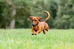 Dachshund