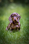 Dachshund Puppy