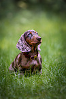 Dachshund Puppy