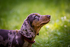 Dachshund Puppy