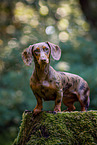 female Dachshund