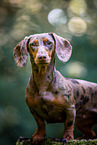 female Dachshund