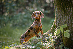 female Dachshund