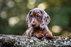 Dachshund Puppy