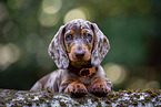 Dachshund Puppy