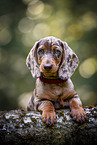 Dachshund Puppy