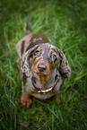 Dachshund Puppy