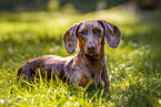 female Dachshund