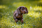 Dachshund Puppy