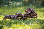 Dachshunds