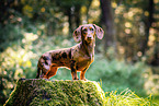 female Dachshund