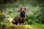 male Dachshund