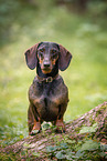 male Dachshund