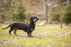 Dachshund