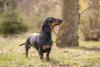 Dachshund
