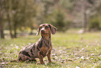 Dachshund