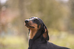 Dachshund