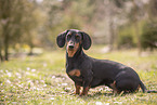Dachshund