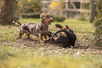 Dachshunds