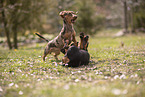 Dachshunds