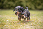 Dachshund