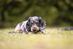 Dachshund