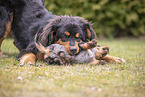 Dachshund