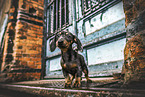 Dachshund Puppy