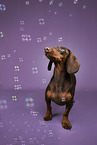 Dachshund
