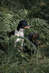 2 dogs